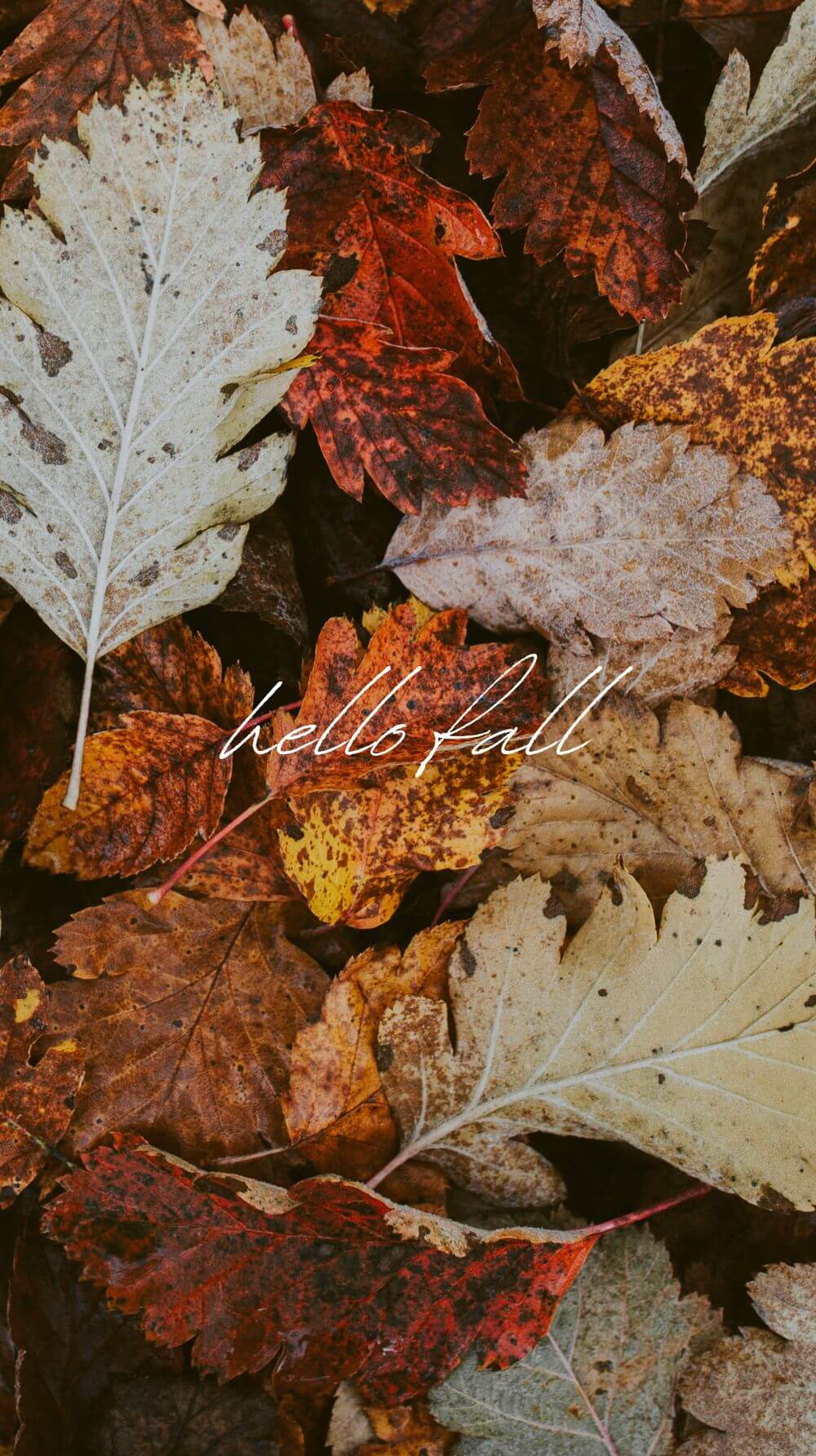 fall season leaves wallpaper